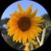 orions_meadow